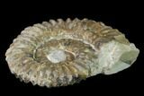 Aegocrioceras Ammonite - Germany #139137-1